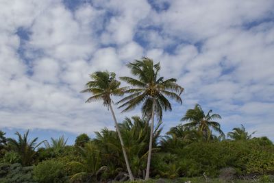 Low angle view of palm tree against sky