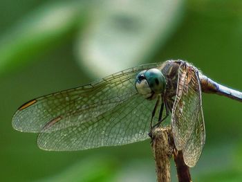 Close-up of damselfly on leaf