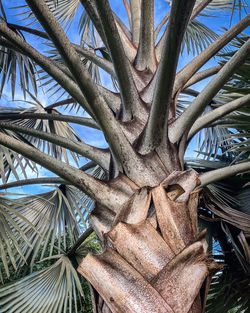 Low angle view of palm tree