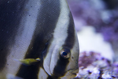 Close-up of fish swimming in aquarium