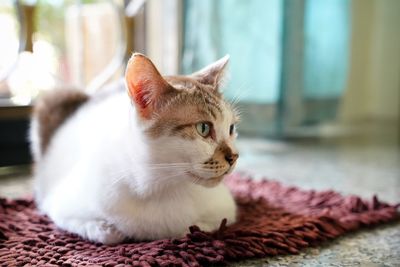 Close-up of a cat looking away