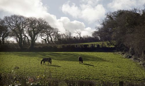 Sheep grazing on field against sky