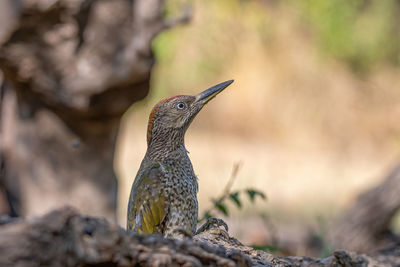 Close-up of bird perching on rock