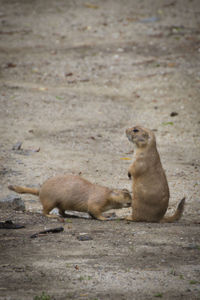 Ground squirrel sitting on a land