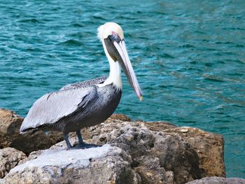 Pelican on sea shore