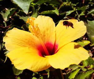 Close-up of yellow flower
