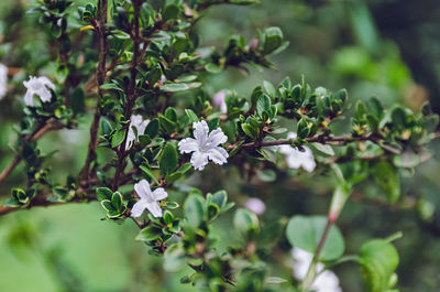 Close-up of white flowering plant