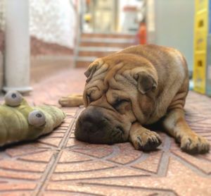 Close-up of a dog sleeping on floor