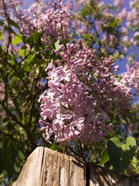 Close-up of pink cherry blossom