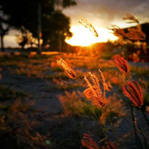 Close-up of flowers on field against sunset sky