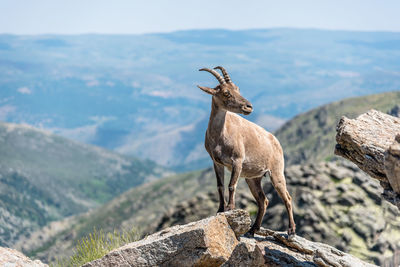 Goat with mountain in background