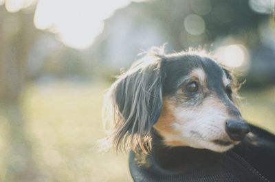 Close-up portrait of a dog