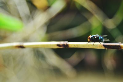 Close-up of insect on leaf