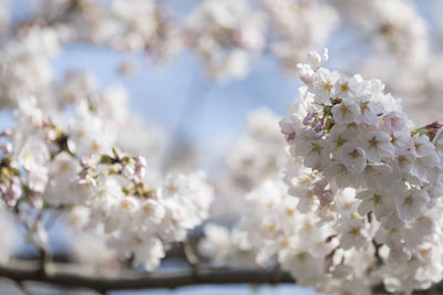 Close-up of white cherry blossom tree