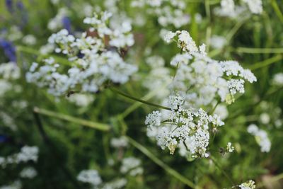 Close-up of white flowering plant