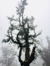 Low angle view of tree against sky