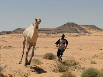 Man and camel running in desert