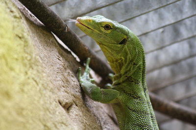 Close-up of lizard on rock