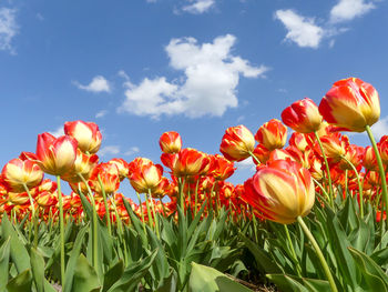 Close-up of red tulip flowers