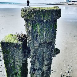Close-up of tree trunk against sea