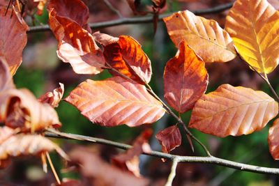 Close-up of autumn leaves on plant