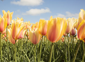 Close-up of yellow flowering plants on field against sky