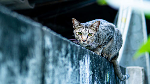 Portrait of tabby cat