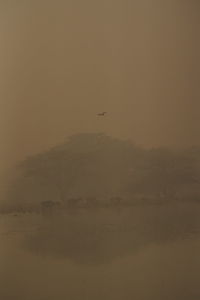 fog