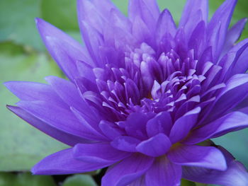 Close-up of purple water lily