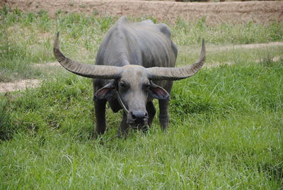 View of a horse on field