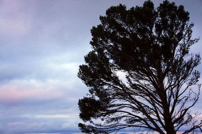 Low angle view of silhouette tree against sky