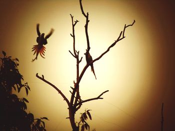 Low angle view of silhouette tree against sky during sunset