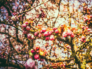 Low angle view of cherry blossom tree