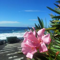 Close-up of pink flowers blooming against clear sky