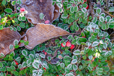 High angle view of dry leaves on field during winter