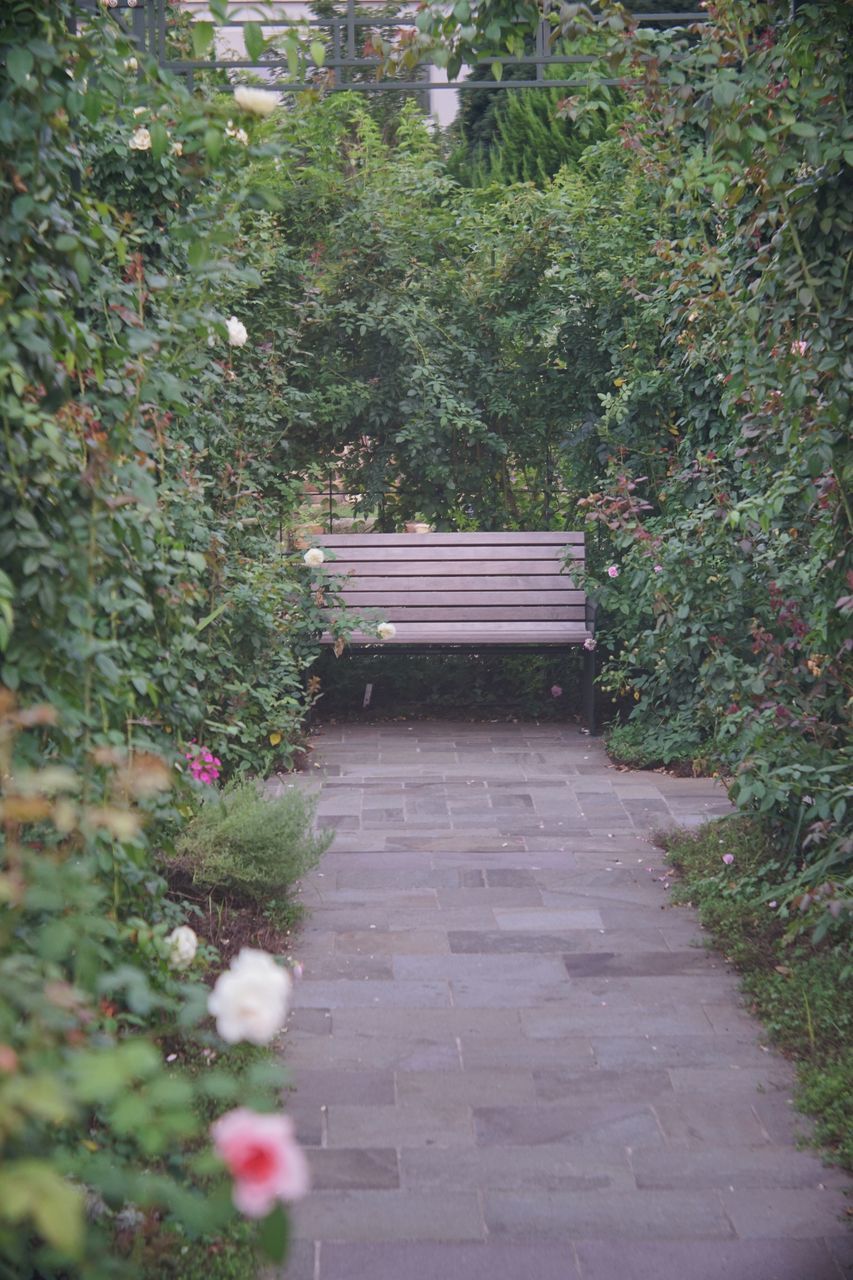 flower, plant, growth, tree, freshness, nature, tranquility, day, green color, park - man made space, beauty in nature, outdoors, tranquil scene, walkway, fragility, park bench, footpath, garden, in bloom, park, formal garden, botany, springtime