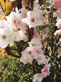 Close-up of flowers