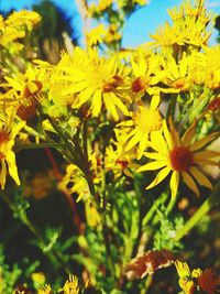 Close-up of yellow flowering plant on field