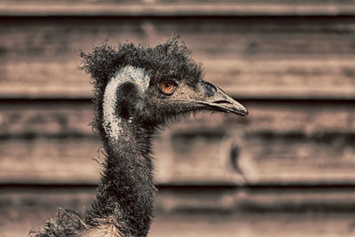 Close-up of a bird looking away