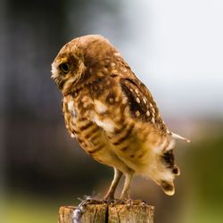 Close-up of a bird