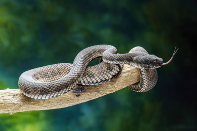 Close-up of snake