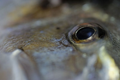 Extreme close-up of a  fish eye