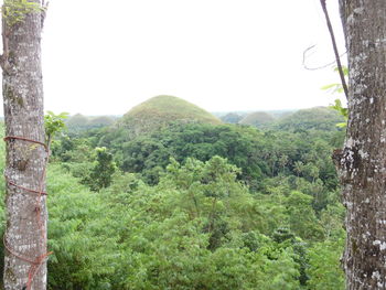 Scenic view of forest against sky