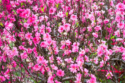 Close-up of pink flowers