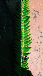 Close-up of succulent plant on field