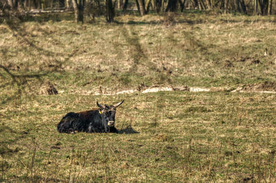 Deer grazing on field