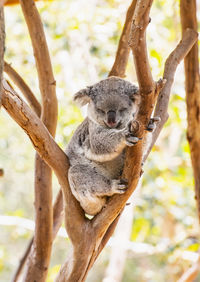 A koala sleeping in a tree in new south wales