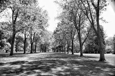 Road passing through trees