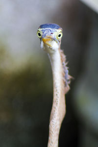 Close-up of a bird