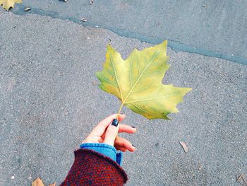 Autumn leaves on street